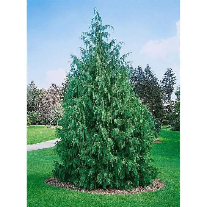 Pflanzen für dich Lawsons Scheinzypresse 40-50 cm - Chamaecyparis nootkatensis 'Pendula', Aktuelle Wuchshöhe: 40 cm - 50 cm - Großer, kegelförmiger, grüner Nadelbaum mit hängenden Ästen in einem Park mit Rasen und Weg.