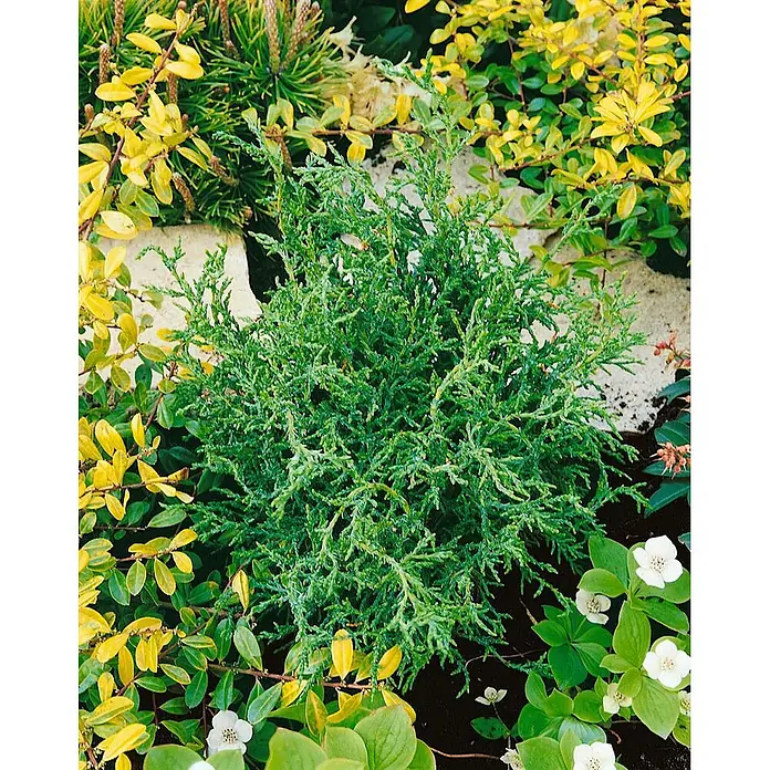 Pflanzen für dich Lawsons Scheinzypresse 25-30 cm - Chamaecyparis lawsoniana 'Lycopodioides', Aktuelle Wuchshöhe: 25 cm - 30 cm - Kompakter grüner Wacholderstrauch mit feinem Laub in einem Gartenbeet mit gelbblättrigen Pflanzen und weißen Blüten.