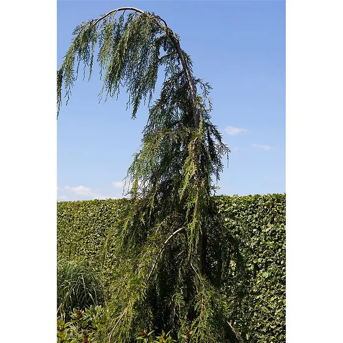 Pflanzen für dich Lawsons Scheinzypresse 40-50 cm - Chamaecyparis nootkatensis 'Pendula', Aktuelle Wuchshöhe: 40 cm - 50 cm - Eine Trauer-Konifere mit langen, hängenden Ästen vor blauem Himmel und einer grünen Hecke.