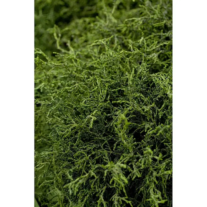 Pflanzen für dich Lawsons Scheinzypresse 25-30 cm - Chamaecyparis lawsoniana 'Lycopodioides', Aktuelle Wuchshöhe: 25 cm - 30 cm - Dichtes, fein verzweigtes grünes Blattwerk bietet eine üppige, natürliche Textur. Ideal für Dekorationen.