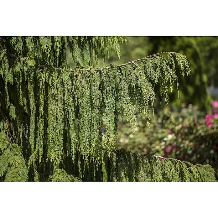 Pflanzen für dich Lawsons Scheinzypresse 40-50 cm - Chamaecyparis nootkatensis 'Pendula', Aktuelle Wuchshöhe: 40 cm - 50 cm - Nahaufnahme von lebendig grünen, herabhängenden Nadelbaumzweigen mit weichem Laub.