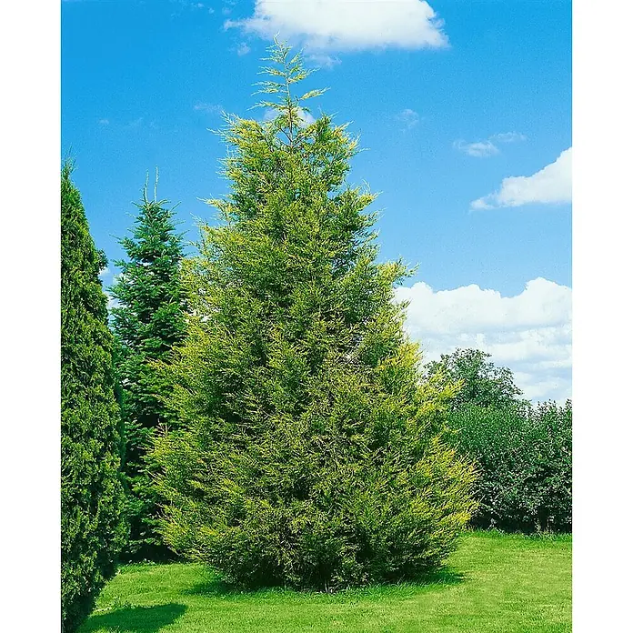 Pflanzen für dich Lawsons Scheinzypresse 125-150 cm - Chamaecyparis lawsoniana 'Stewartii', Aktuelle Wuchshöhe: 125 cm - 150 cm - Hoher, kegelförmiger goldgrüner Nadelbaum in einem sonnigen Garten.