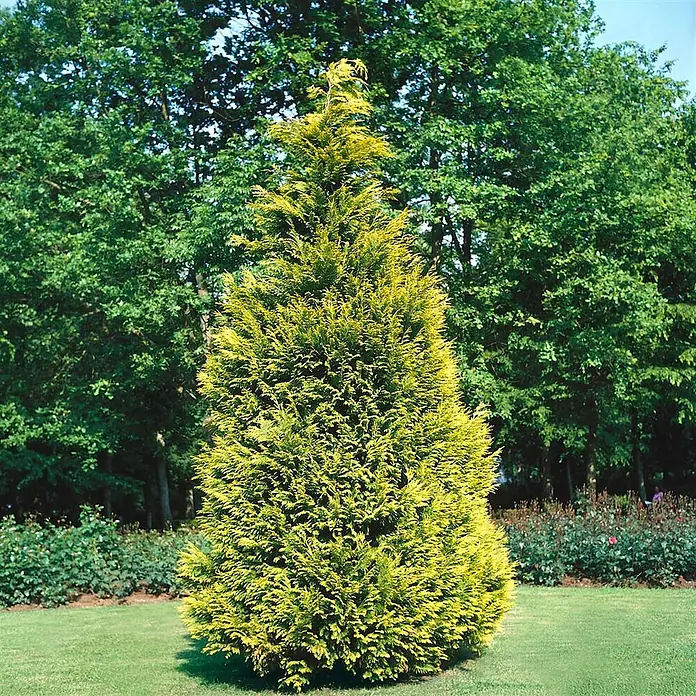 Pflanzen für dich Lawsons Scheinzypresse 125-150 cm - Chamaecyparis lawsoniana 'Stewartii', Aktuelle Wuchshöhe: 125 cm - 150 cm - Goldgelbe immergrüne Konifere in einer Gartenumgebung.