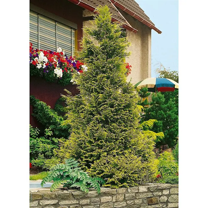 Pflanzen für dich Lawsons Scheinzypresse 125-150 cm - Chamaecyparis lawsoniana 'Stewartii', Aktuelle Wuchshöhe: 125 cm - 150 cm - Hoher, gelbgrüner Nadelbaum mit dichtem Laub, prominent in einem Garten stehend.