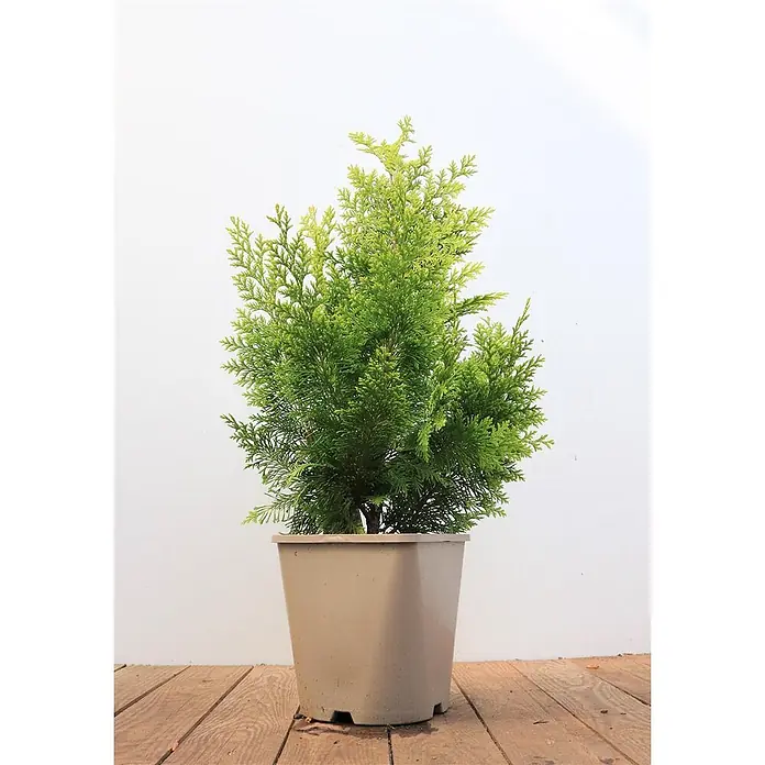 Pflanzen für dich Lawsons Scheinzypresse 40-50 cm - Chamaecyparis lawsoniana 'Ivonne', Aktuelle Wuchshöhe: 40 cm - 50 cm - Kleine grüne Konifere in einem beigefarbenen quadratischen Kunststofftopf.