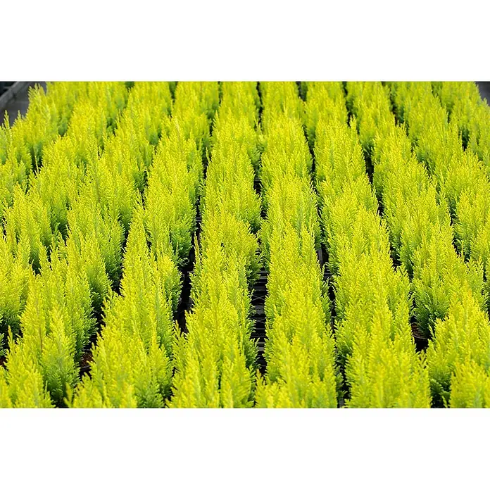 Pflanzen für dich Lawsons Scheinzypresse 100-125 cm - Chamaecyparis lawsoniana 'Ivonne', Aktuelle Wuchshöhe: 100 cm - 125 cm - Hellgrüne kleine Pflanzen in Reihen angeordnet.