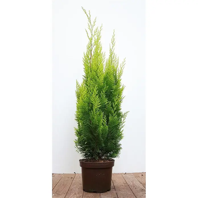 Pflanzen für dich Lawsons Scheinzypresse 60-80 cm - Chamaecyparis lawsoniana 'Ivonne', Aktuelle Wuchshöhe: 60 cm - 80 cm - Eine schlanke, getopfte immergrüne Pflanze mit leuchtend grünem Laub und helleren Trieben in einem braunen Plastiktopf.