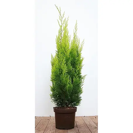 Pflanzen für dich  Lawsons Scheinzypresse 60-80 cm