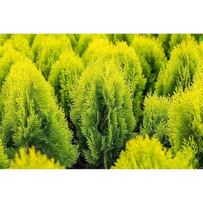 Pflanzen für dich Lawsons Scheinzypresse 100-125 cm - Chamaecyparis lawsoniana 'Ivonne', Aktuelle Wuchshöhe: 100 cm - 125 cm - Viele leuchtend hellgrüne Nadelsträucher oder Bäume, dicht aneinander gepflanzt.