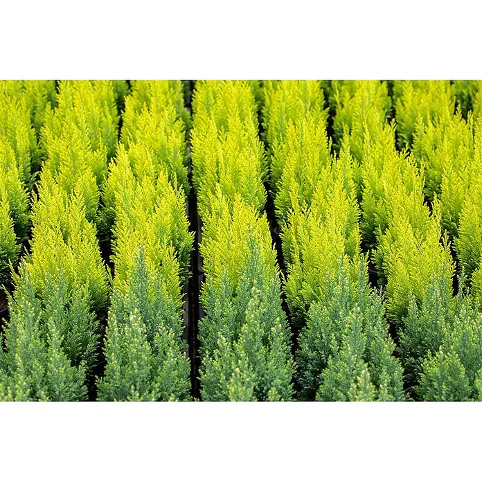 Pflanzen für dich Lawsons Scheinzypresse 100-125 cm - Chamaecyparis lawsoniana 'Ivonne', Aktuelle Wuchshöhe: 100 cm - 125 cm - Reihen kleiner, leuchtend gelbgrüner Nadelsträucher, deren Laub am Ansatz dunkler grün wird.