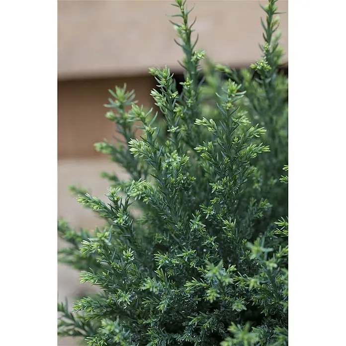 Pflanzen für dich Lawsons Scheinzypresse 50-60 cm - Chamaecyparis lawsoniana 'Snow White', Aktuelle Wuchshöhe: 50 cm - 60 cm - Dichtes, blaugrünes Nadelgehölz mit feinen, schuppenartigen Blättern und Wassertropfen.