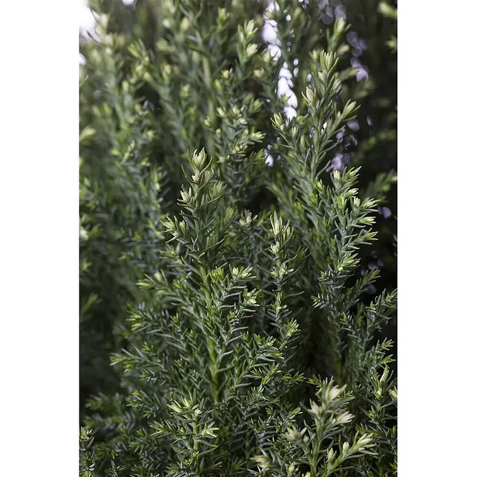 Pflanzen für dich Lawsons Scheinzypresse 50-60 cm - Chamaecyparis lawsoniana 'Snow White', Aktuelle Wuchshöhe: 50 cm - 60 cm - Nahaufnahme einer dichten, grünen Konifere mit hellgrünen Trieben an den Astspitzen.