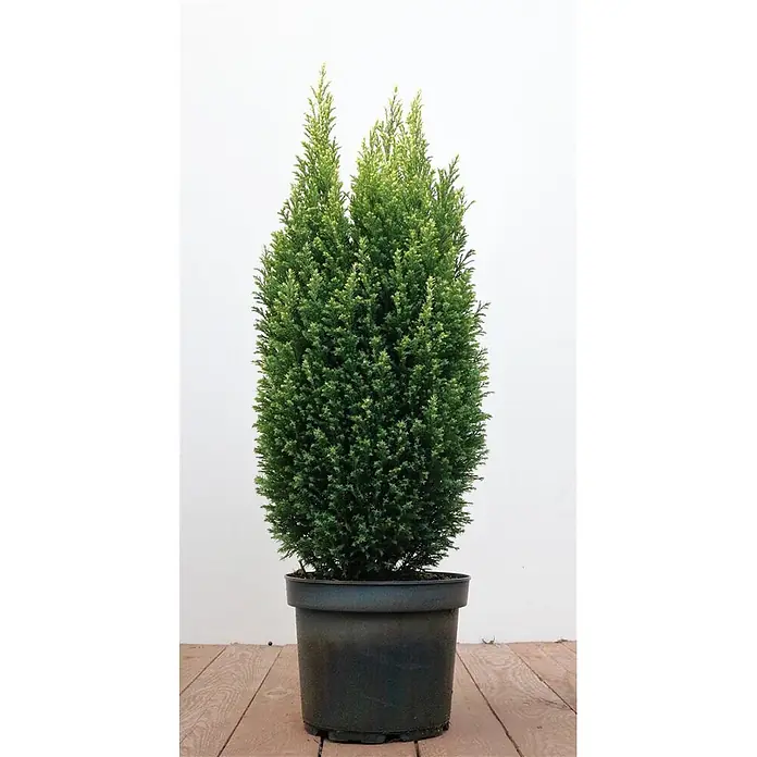 Pflanzen für dich Lawsons Scheinzypresse 50-60 cm - Chamaecyparis lawsoniana 'Snow White', Aktuelle Wuchshöhe: 50 cm - 60 cm - Aufrechte grüne Koniferenpflanze im schwarzen Topf.