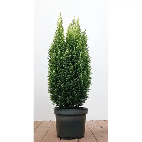 Pflanzen für dich  Lawsons Scheinzypresse 50-60 cm