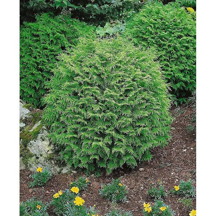 Pflanzen für dich Lawsons Scheinzypresse 25-30 cm - Chamaecyparis lawsoniana 'Globosa', Aktuelle Wuchshöhe: 25 cm - 30 cm - Ein dichter, rundlicher, hellgrüner immergrüner Strauch mit feinem, texturiertem Laub in einer Gartenumgebung.