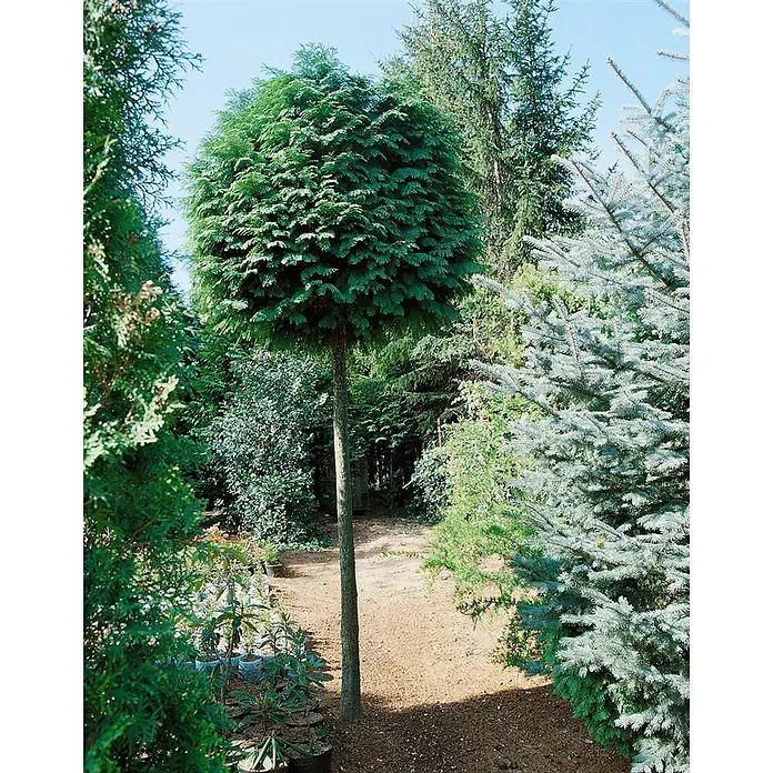 Pflanzen für dich Lawsons Scheinzypresse 25-30 cm - Chamaecyparis lawsoniana 'Globosa', Aktuelle Wuchshöhe: 25 cm - 30 cm - Ein kugelförmiger Nadelbaum mit dichtem dunkelgrünem Laub auf einem hohen, schlanken Stamm in einer Gartenanlage.