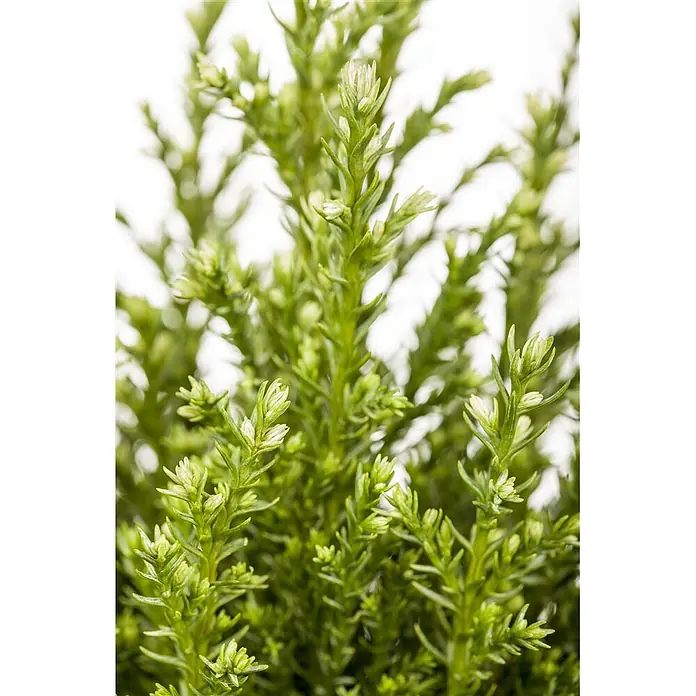 Pflanzen für dich Lawsons Scheinzypresse 50-60 cm - Chamaecyparis lawsoniana 'Snow White', Aktuelle Wuchshöhe: 50 cm - 60 cm - Nahaufnahme einer leuchtend grünen Pflanze mit zarten, hellgrünen neuen Trieben an den Spitzen.