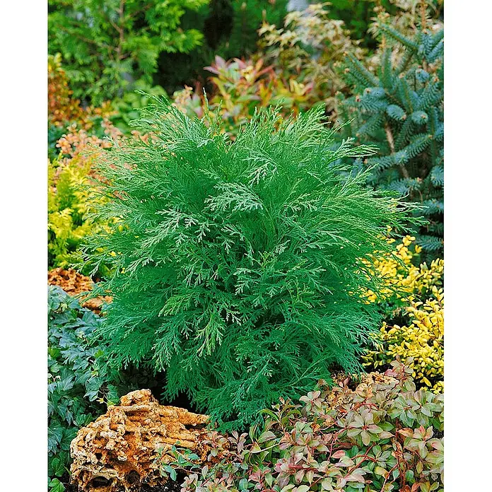 Pflanzen für dich Lawsons Scheinzypresse 25-30 cm - Chamaecyparis lawsoniana 'Globosa', Aktuelle Wuchshöhe: 25 cm - 30 cm - Kompakter grüner immergrüner Strauch mit feinem Laub in einer Gartenlandschaft.