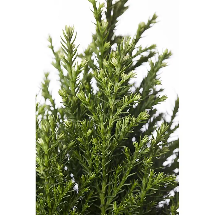 Pflanzen für dich Lawsons Scheinzypresse 50-60 cm - Chamaecyparis lawsoniana 'Snow White', Aktuelle Wuchshöhe: 50 cm - 60 cm - Lebhaft grüne Koniferenpflanze mit zarten, stacheligen Nadeln und frischen hellgrünen Trieben.