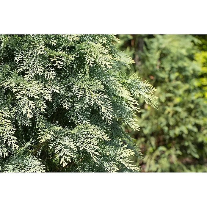 Pflanzen für dich Lawsons Scheinzypresse 25-30 cm - Chamaecyparis lawsoniana 'Globosa', Aktuelle Wuchshöhe: 25 cm - 30 cm - Nahaufnahme von leuchtend grünem, fein strukturiertem Nadelgehölz mit helleren Spitzen.