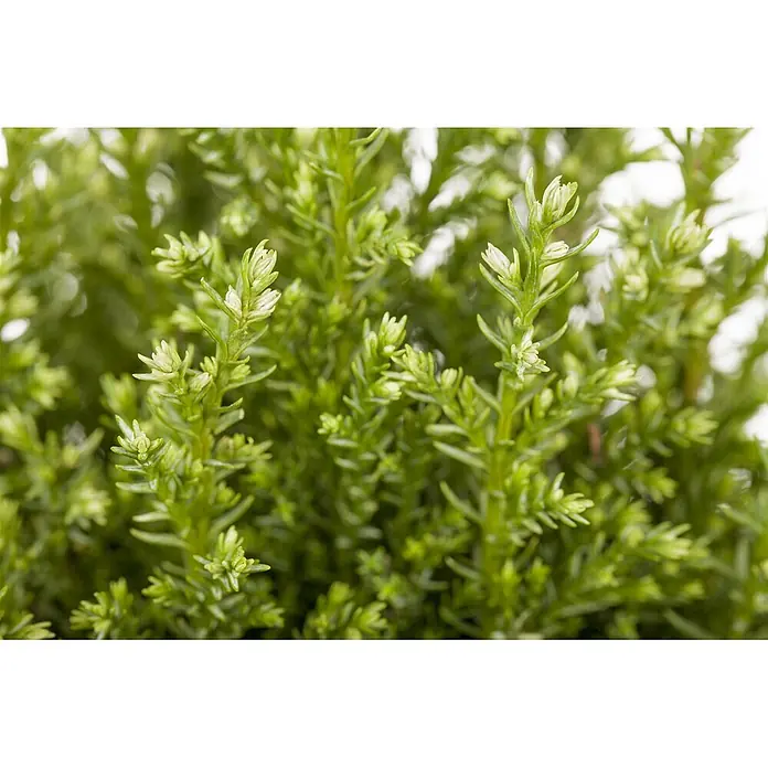 Pflanzen für dich Lawsons Scheinzypresse 50-60 cm - Chamaecyparis lawsoniana 'Snow White', Aktuelle Wuchshöhe: 50 cm - 60 cm - Üppige grüne Pflanze mit zarten, hellgrünen Triebspitzen und dicht gepackten Blättern.