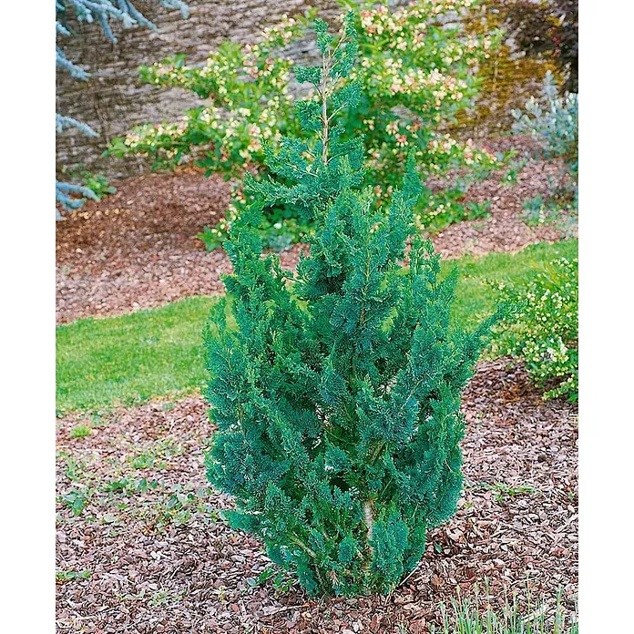 Pflanzen für dich Lawsons Scheinzypresse 30-40 cm - Chamaecyparis lawsoniana 'Wisselii', Aktuelle Wuchshöhe: 30 cm - 40 cm - Kleine blaugrüne Konifere in einem Gartenbeet mit Rindenmulch.