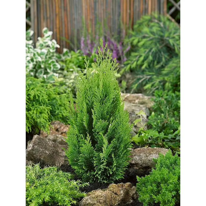 Pflanzen für dich Lawsons Scheinzypresse 30-40 cm - Chamaecyparis lawsoniana 'Ellwood's Empire', Aktuelle Wuchshöhe: 30 cm - 40 cm - Lebendig grüne Zwergkonifere in einem Garten mit Felsen und anderen Pflanzen.