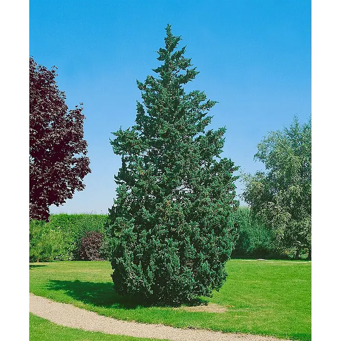 Pflanzen für dich Lawsons Scheinzypresse 30-40 cm - Chamaecyparis lawsoniana 'Wisselii', Aktuelle Wuchshöhe: 30 cm - 40 cm - Hoher, kegelförmiger blaugrüner Nadelbaum in einem grünen Park neben einem Weg.