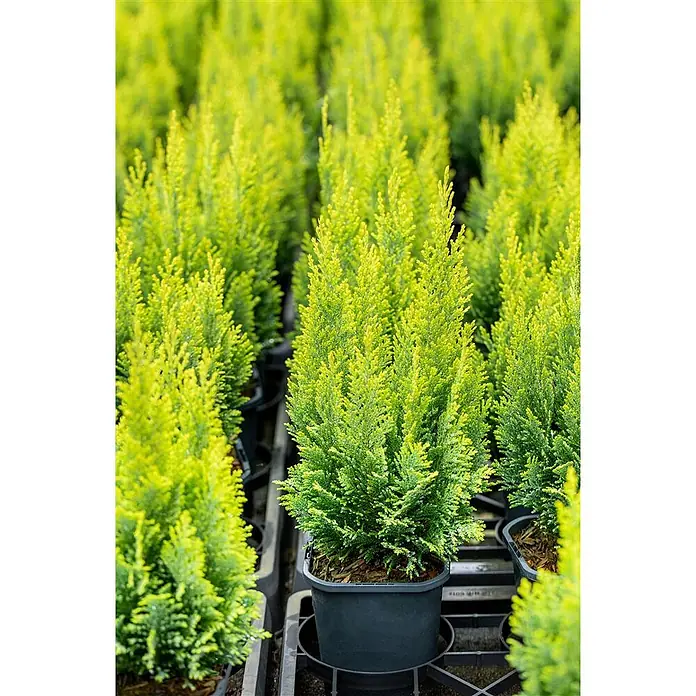 Pflanzen für dich Lawsons Scheinzypresse 30-40 cm - Chamaecyparis lawsoniana 'Ellwood's Empire', Aktuelle Wuchshöhe: 30 cm - 40 cm - Reihen von leuchtend grüngelben, getopften immergrünen Koniferen in einer Baumschule.
