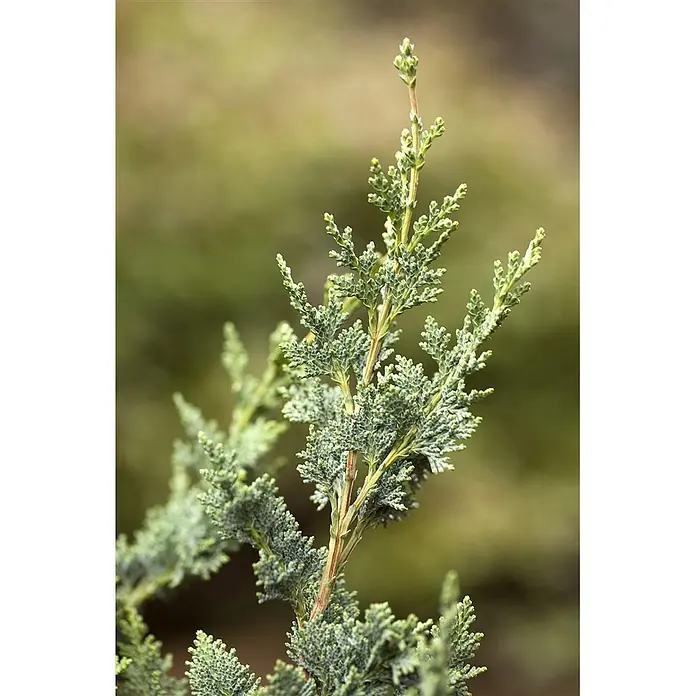 Pflanzen für dich Lawsons Scheinzypresse 30-40 cm - Chamaecyparis lawsoniana 'Wisselii', Aktuelle Wuchshöhe: 30 cm - 40 cm - Nahaufnahme eines blaugrünen Koniferenzweigs mit kleinen, schuppenförmigen Blättern.
