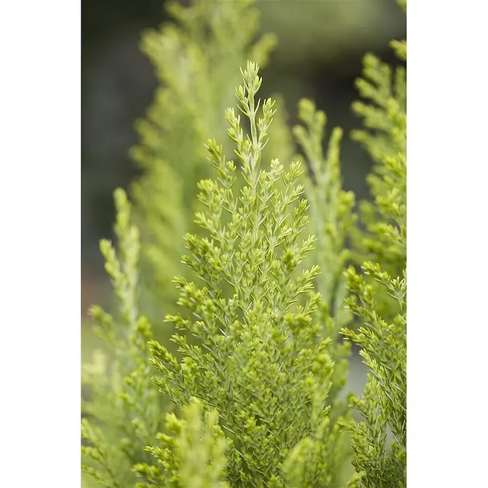 Pflanzen für dich Lawsons Scheinzypresse 30-40 cm - Chamaecyparis lawsoniana 'Ellwood's Empire', Aktuelle Wuchshöhe: 30 cm - 40 cm - Nahaufnahme von leuchtend grünem, weichem Nadelholzlaub.