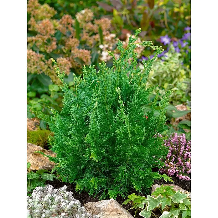 Pflanzen für dich Lawsons Scheinzypresse 30-40 cm - Chamaecyparis lawsoniana 'Wisselii', Aktuelle Wuchshöhe: 30 cm - 40 cm - Kompakter grüner Zwergkonifere mit federartigem Laub, in einem Garten zwischen Steinen und anderen Pflanzen.
