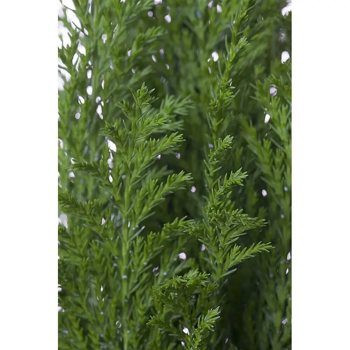 Pflanzen für dich Lawsons Scheinzypresse 30-40 cm - Chamaecyparis lawsoniana 'Ellwood's Empire', Aktuelle Wuchshöhe: 30 cm - 40 cm - Nahaufnahme von lebendig grünem künstlichem Pflanzenlaub mit dichter, feiner Textur, die Koniferenzweigen ähnelt.