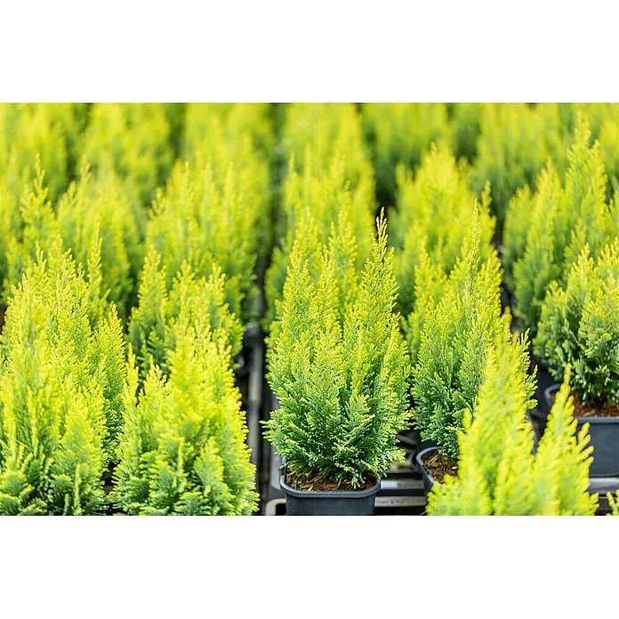 Pflanzen für dich Lawsons Scheinzypresse 30-40 cm - Chamaecyparis lawsoniana 'Ellwood's Empire', Aktuelle Wuchshöhe: 30 cm - 40 cm - Kleine, hellgrüne, konische Topf-Nadelbäume in einer Gärtnerei.