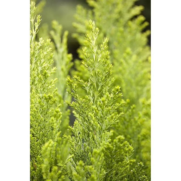 Pflanzen für dich Lawsons Scheinzypresse 30-40 cm - Chamaecyparis lawsoniana 'Ellwood's Empire', Aktuelle Wuchshöhe: 30 cm - 40 cm - Lebhaft grünes Nadelgehölz mit feinem, federartigem Laub.