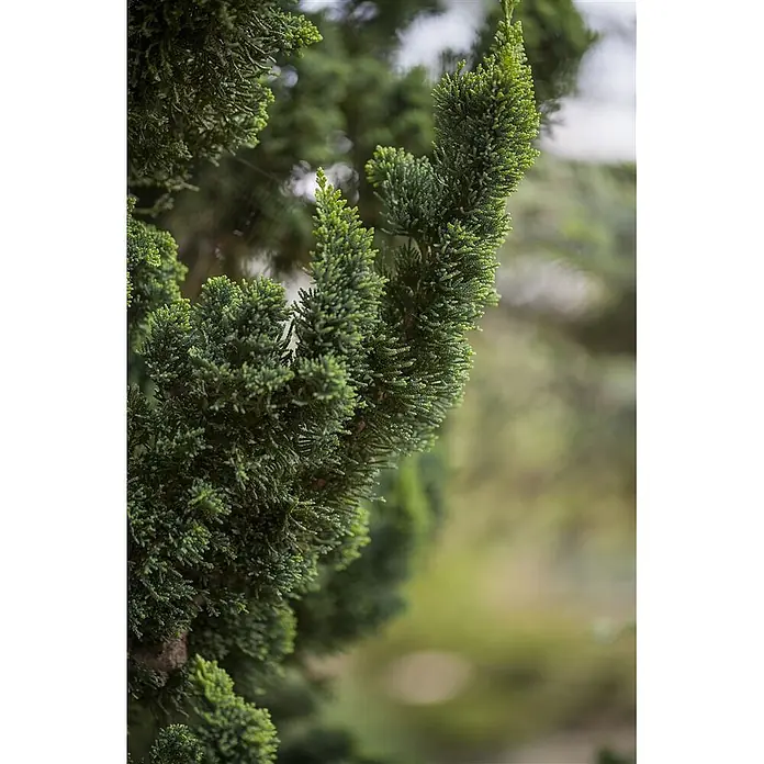 Pflanzen für dich Lawsons Scheinzypresse 60-80 cm - Chamaecyparis lawsoniana 'Wissel's Saguaro', Aktuelle Wuchshöhe: 60 cm - 80 cm - Nahaufnahme von leuchtend grünem Koniferenlaub mit dicht gepackten, texturierten Nadeln.