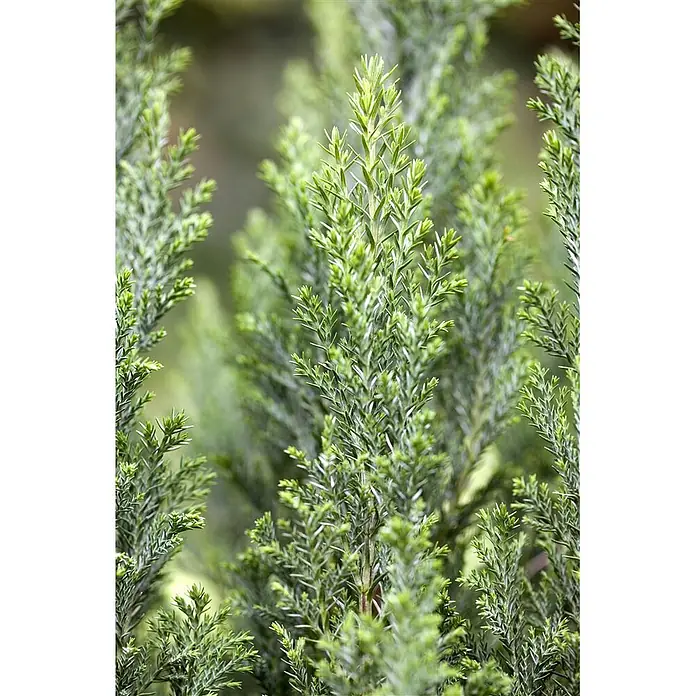 Pflanzen für dich Lawsons Scheinzypresse 30-40 cm - Chamaecyparis lawsoniana 'Ellwoodii', Aktuelle Wuchshöhe: 30 cm - 40 cm - Nahaufnahme von leuchtend grünem Nadelbaumlaub mit spitzen, nadelförmigen Blättern, das neues Wachstum zeigt.