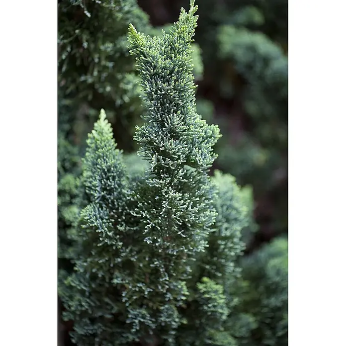 Pflanzen für dich Lawsons Scheinzypresse 60-80 cm - Chamaecyparis lawsoniana 'Wissel's Saguaro', Aktuelle Wuchshöhe: 60 cm - 80 cm - Grünes Nadelgehölz mit dichtem, texturiertem Laub in Nahaufnahme.