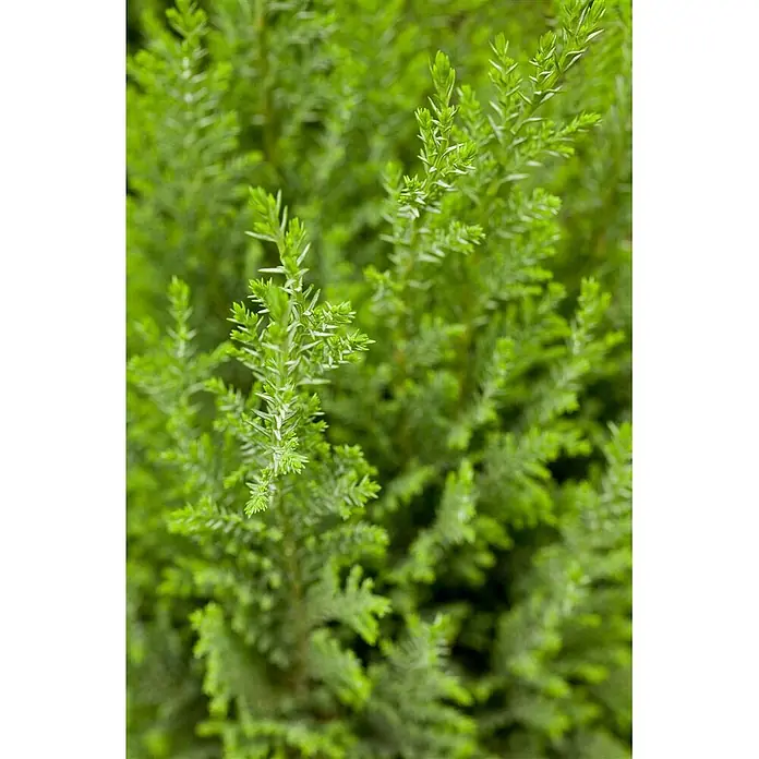 Pflanzen für dich Lawsons Scheinzypresse 30-40 cm - Chamaecyparis lawsoniana 'Ellwoodii', Aktuelle Wuchshöhe: 30 cm - 40 cm - Nahaufnahme von leuchtend grünem Nadelbaumlaub, zarten, schuppenförmigen Blättern an mehreren Zweigen.
