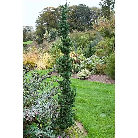 Pflanzen für dich  Lawsons Scheinzypresse 60-80 cm