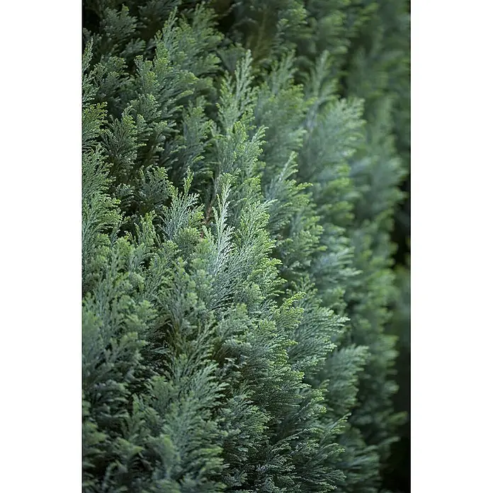 Pflanzen für dich Lawsons Scheinzypresse 30-40 cm - Chamaecyparis lawsoniana 'Ellwoodii', Aktuelle Wuchshöhe: 30 cm - 40 cm - Dichtes grünes Nadelgehölz mit fedrigen, schuppenartigen Blättern.