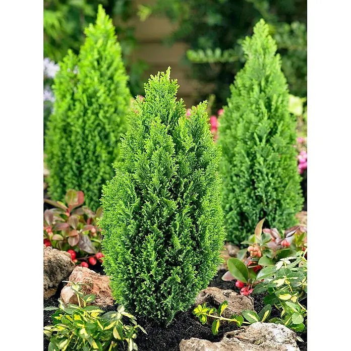Pflanzen für dich Lawsons Scheinzypresse 20-30 cm - Chamaecyparis lawsoniana 'Ellwood's Gold', Aktuelle Wuchshöhe: 20 cm - 30 cm - Drei leuchtend grüne Zwergkoniferen in einem Steingarten mit anderen kleinen Pflanzen.