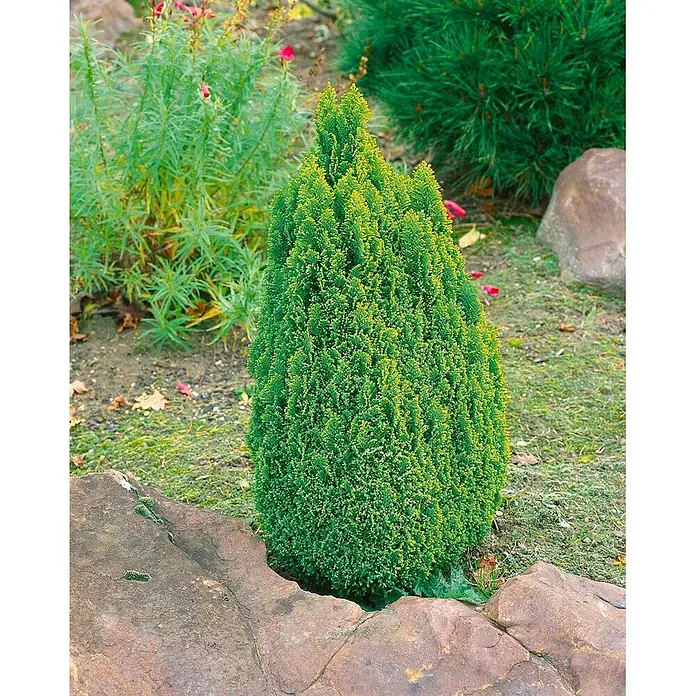Pflanzen für dich Lawsons Scheinzypresse 20-30 cm - Chamaecyparis lawsoniana 'Ellwood's Gold', Aktuelle Wuchshöhe: 20 cm - 30 cm - Ein kleiner, konischer immergrüner Nadelbaum mit hellgrünem und gelbem Laub, in einem Garten mit Steinen gepflanzt.