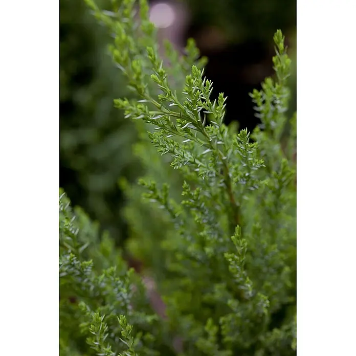 Pflanzen für dich Lawsons Scheinzypresse 30-40 cm - Chamaecyparis lawsoniana 'Ellwoodii', Aktuelle Wuchshöhe: 30 cm - 40 cm - Üppiges grünes Nadelgehölz mit feinen, schuppenartigen Blättern.