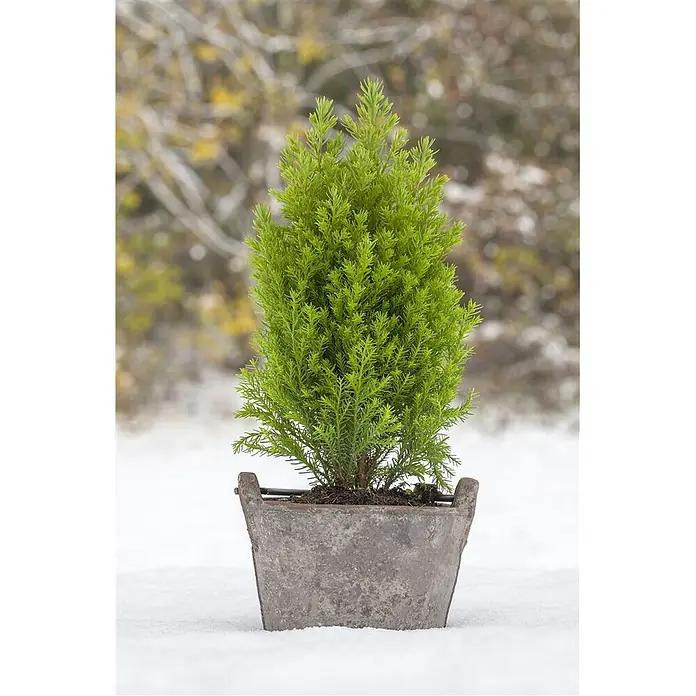 Pflanzen für dich Lawsons Scheinzypresse 20-30 cm - Chamaecyparis lawsoniana 'Ellwood's Gold', Aktuelle Wuchshöhe: 20 cm - 30 cm - Kleine leuchtend grüne immergrüne Pflanze in einem verwitterten Metalltopf, draußen im Schnee stehend.
