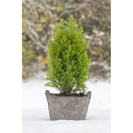 Pflanzen für dich  Lawsons Scheinzypresse 20-30 cm