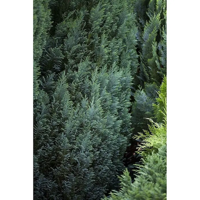 Pflanzen für dich Lawsons Scheinzypresse 30-40 cm - Chamaecyparis lawsoniana 'Ellwoodii', Aktuelle Wuchshöhe: 30 cm - 40 cm - Dichtes Laub von immergrünen Koniferen mit blaugrünen und hellgrünen Schuppenblättern.