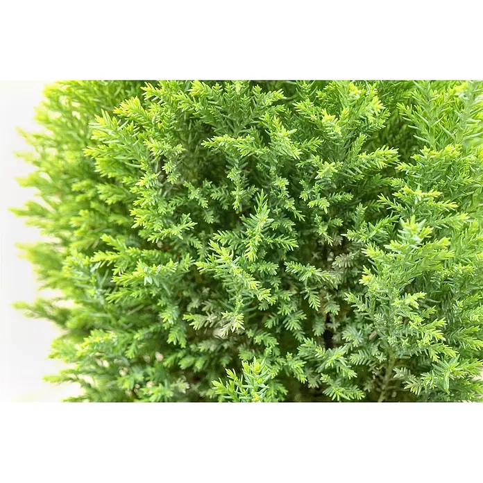 Pflanzen für dich Lawsons Scheinzypresse 20-30 cm - Chamaecyparis lawsoniana 'Ellwood's Gold', Aktuelle Wuchshöhe: 20 cm - 30 cm - Nahaufnahme einer dichten, hellgrünen immergrünen Pflanze mit kleinen, schuppenartigen Blättern.