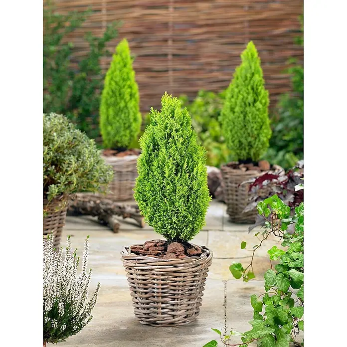 Pflanzen für dich Lawsons Scheinzypresse 20-30 cm - Chamaecyparis lawsoniana 'Ellwood's Gold', Aktuelle Wuchshöhe: 20 cm - 30 cm - Ein kleines Zypressenbäumchen in einem runden, hellbraunen geflochtenen Weidenkorb steht auf einer Steinterrasse.