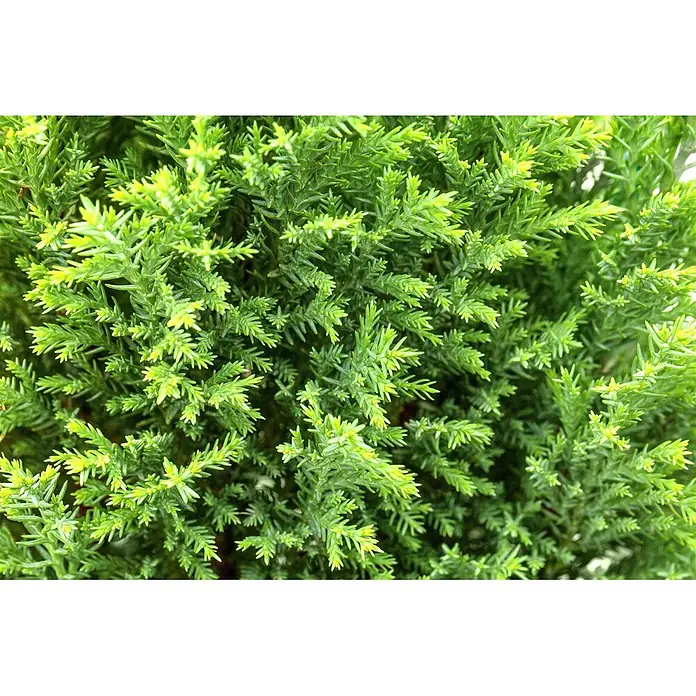 Pflanzen für dich Lawsons Scheinzypresse 20-30 cm - Chamaecyparis lawsoniana 'Ellwood's Gold', Aktuelle Wuchshöhe: 20 cm - 30 cm - Dichtes, lebhaft grünes Nadelbaumlaub mit einigen neuen, helleren grünen Spitzen.